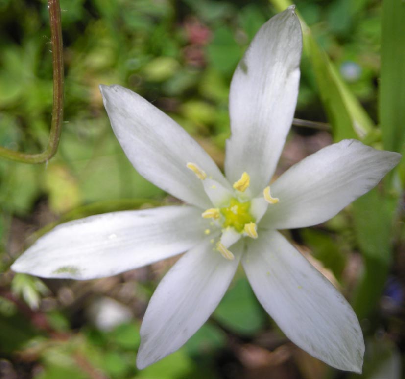 Ornithogalum umbellatum-latte di gallina ?